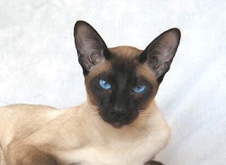 Diversos colores del gato siamés