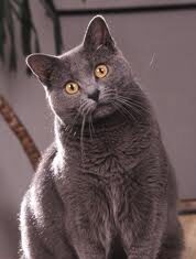 ¿Fumar perjudica a tu gato?