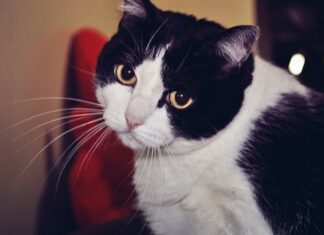 Enfermedades comunes de los gatos gerontes