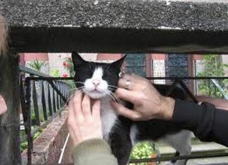 Fidelidad de los gatos hacia los amos