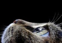 El gato y su relación con la toxoplamosis