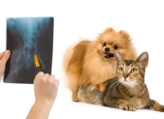 Los gatos y enfermedades urinarias