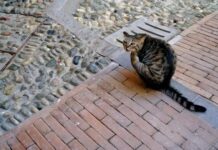 Los gatos y enfermedades causadas por los ácaros