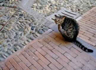Los gatos y enfermedades causadas por los ácaros