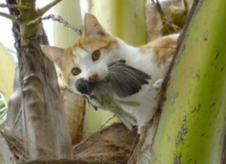 El origen del gato doméstico Felis catus
