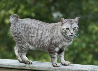Reacciones naturales de los gatos