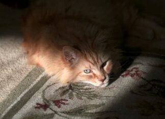 Causas comunes de ceguera en los gatos: identificación, prevención y cuidados