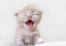 Cuidados para los gatitos recién nacidos