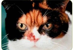 Infecciones nasales en los gatos