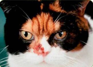 Infecciones nasales en los gatos