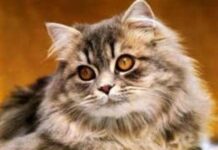 Los gatos animales de compañía y los seguros