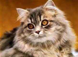 Los gatos animales de compañía y los seguros