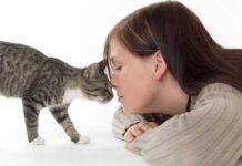 Los gatos en la terapia facilitada de animales de compañía (TFA)