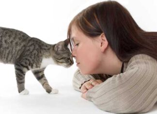 Los gatos en la terapia facilitada de animales de compañía (TFA)