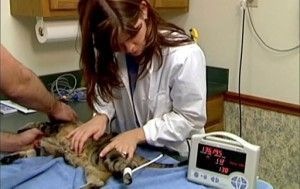 Los gatos y la hipertensión arterial