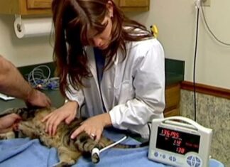 Los gatos y la hipertensión arterial