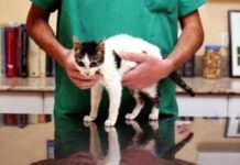 Anorexia en gatos gerontes