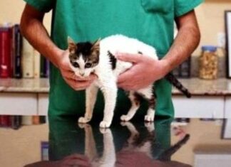 Anorexia en gatos gerontes