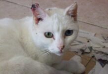 Dolor en el cáncer felino