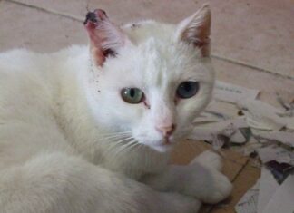 Dolor en el cáncer felino