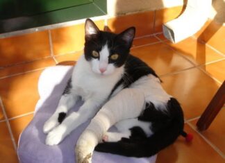 Gatos y fracturas en los huesos: Todo lo que debes saber Gatos y fracturas en los huesos: Todo lo que debes saber