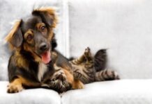 Los gatos y el espacio que ganan como animales de compañía