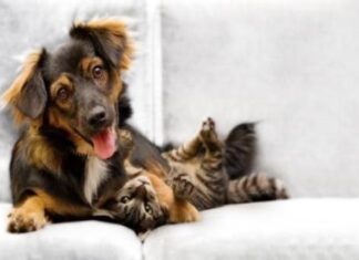 Los gatos y el espacio que ganan como animales de compañía