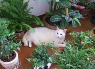 Algunas plantas tóxicas para los gatos