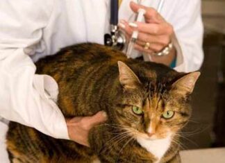 Programa de vacunación para los gatos