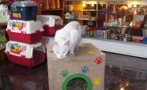 suplementospara gatos