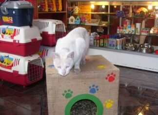 Suplementos para gatos