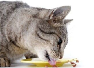 El gato y tipo de alimentos