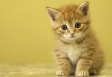 Etapas de crecimiento en los gatos