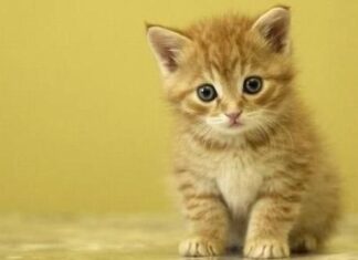 Etapas de crecimiento en los gatos