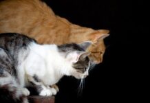 Gatos, nutrientes esenciales: taurina