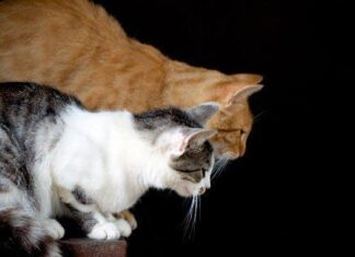 Gatos, nutrientes esenciales: taurina