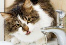 La hidratación de los gatos