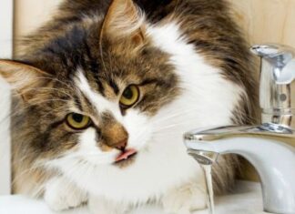 La hidratación de los gatos