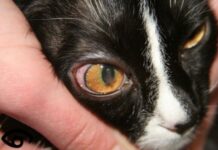 Leucemia en gatos