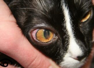 Leucemia en gatos