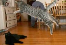 Los gatos, ejercicio y vida saludable