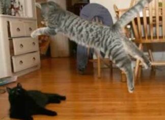 Los gatos, ejercicio y vida saludable