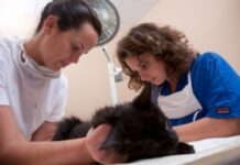 Los gatos y la esterilización