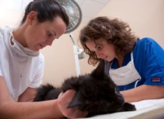 Los gatos y la esterilización