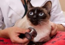 Examen cardiológico en los gatos