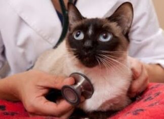 Examen cardiológico en los gatos