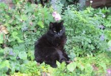 Los gatos y el Catnip