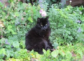 Los gatos y el Catnip