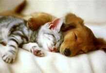 Los gatos y el abandono