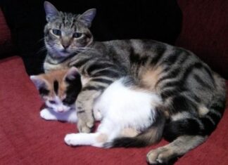 Longevidad en los gatos